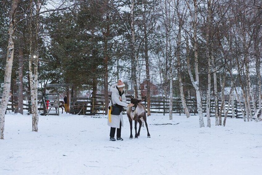 Visit the Sami and Reindeer in a Day Trip from Abisko