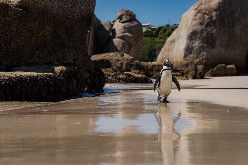 Taking a solo stroll—spot a penguin wandering gracefully on the beach at Boulders Beach