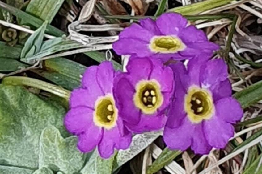 Primula Scotica