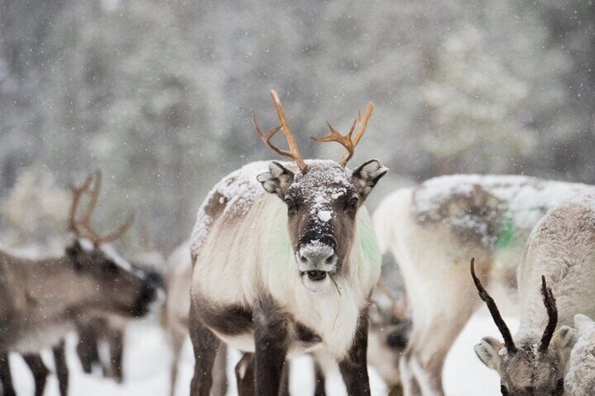 Aurora Hunting with Reindeer