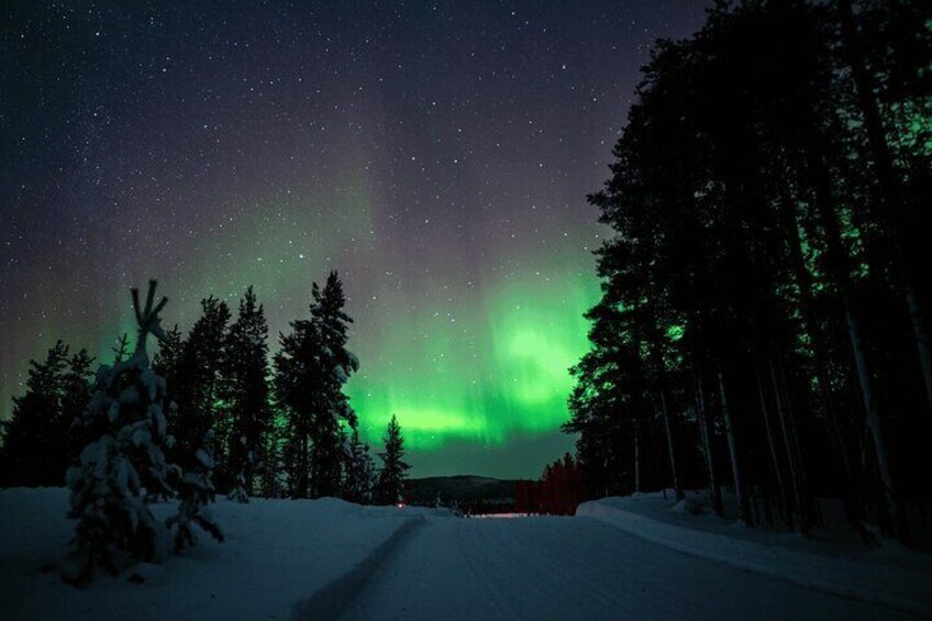 Aurora Hunting with Reindeer