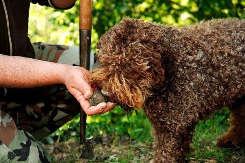 truffle dog