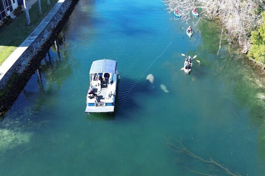 Private Eco Tour in Kings Bay Crystal River Florida