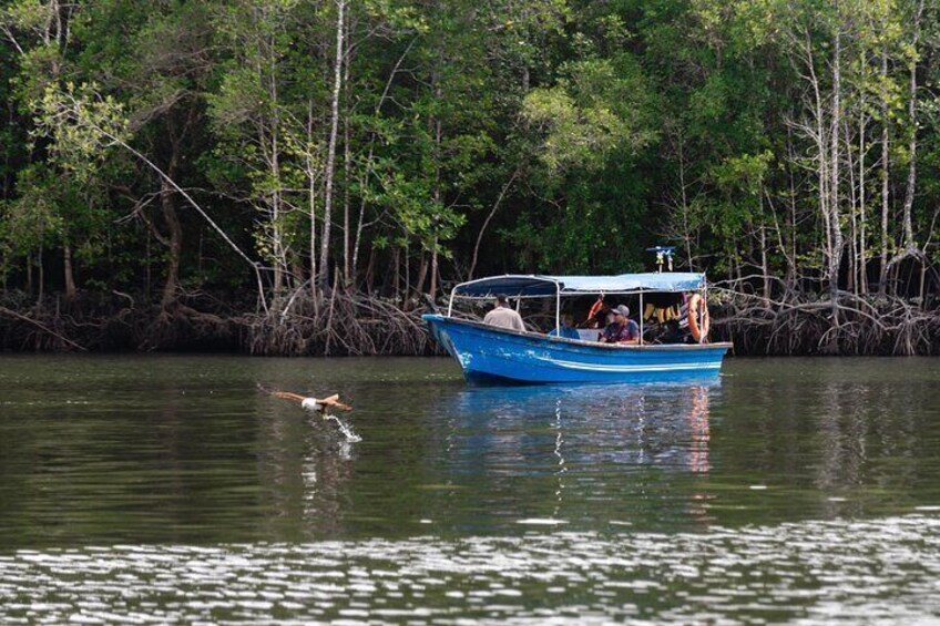 3 Hour Mangrove Tour with Bonus Snorkeling Experience