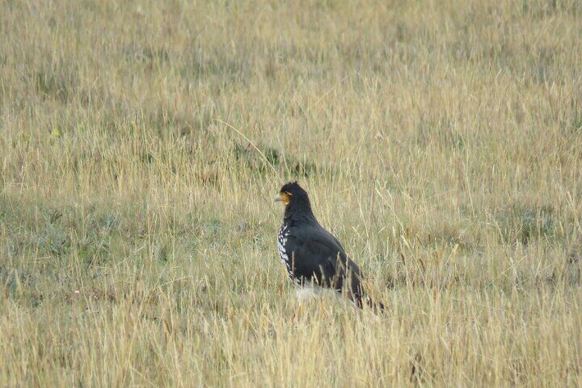 Full Day Antisana Birdwatching Tour 