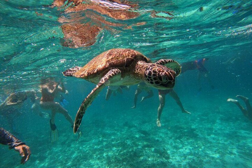 Snorkeling in Daymaniat Island