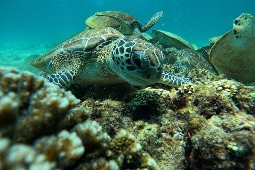 Snorkeling in Daymaniat Island