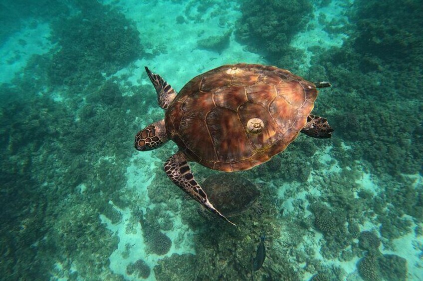 Snorkeling in Daymaniat Island