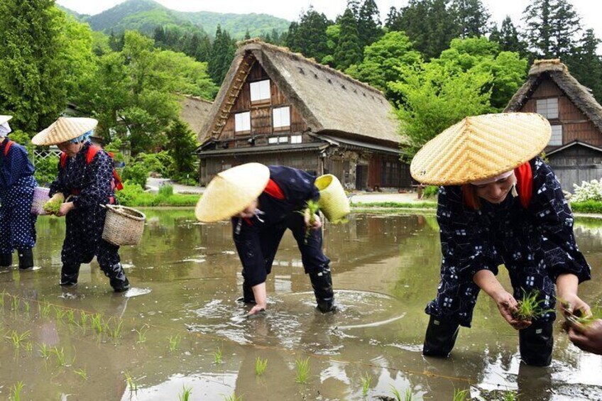 Shirakawago & Takayama All Must-Sees Private Chauffeur Tour (Kanazawa DEP.)