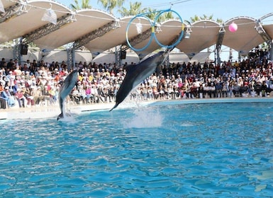 Dolphin Show Tour with Transfer from Alanya & Side