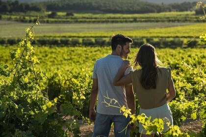 Tour en Viñedo con Cata de Vinos, Cava y Aperitivo desde Valencia