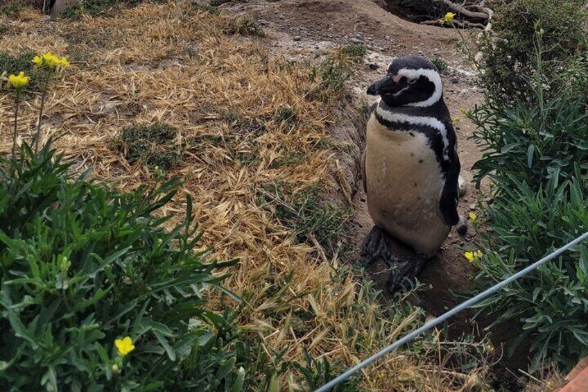 magellanic penguin