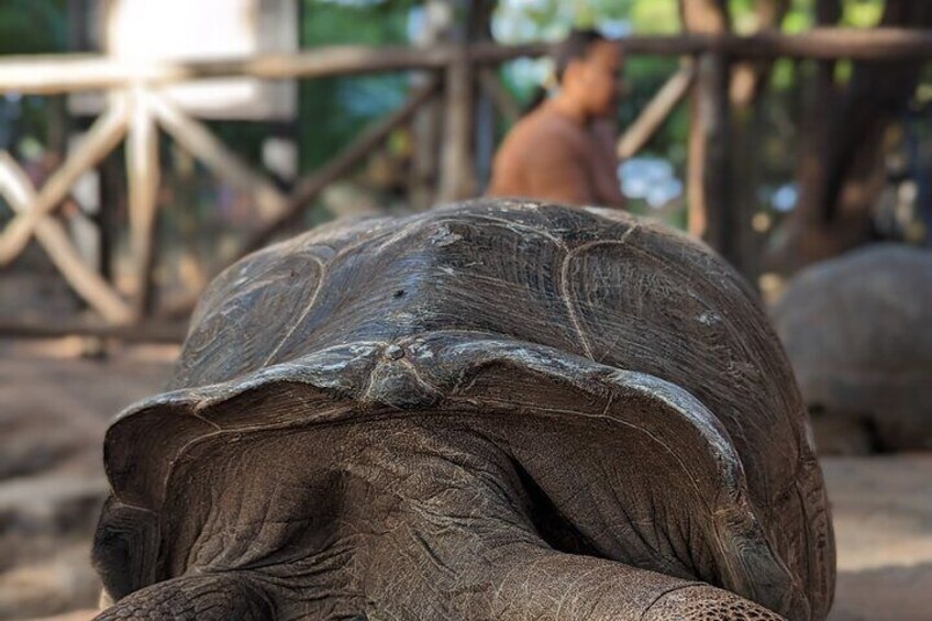 Tortoise