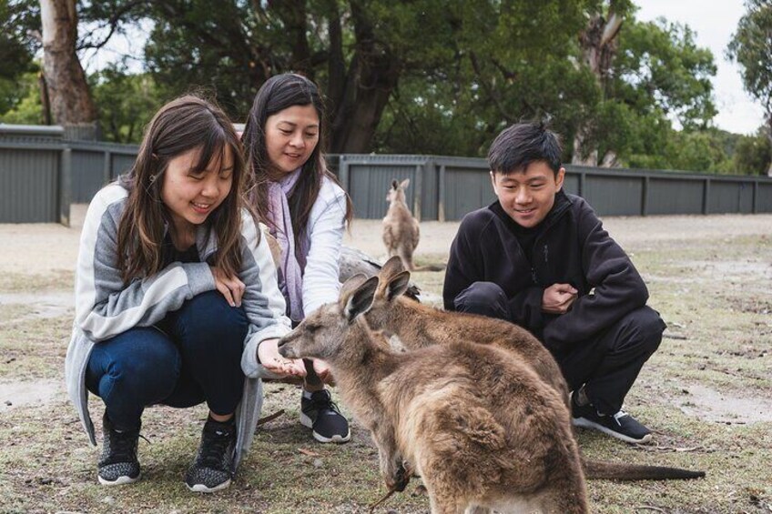 Blue Mountains Private Tour 