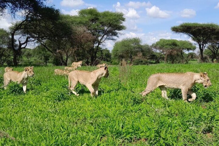 Lion Pride in Tarangire