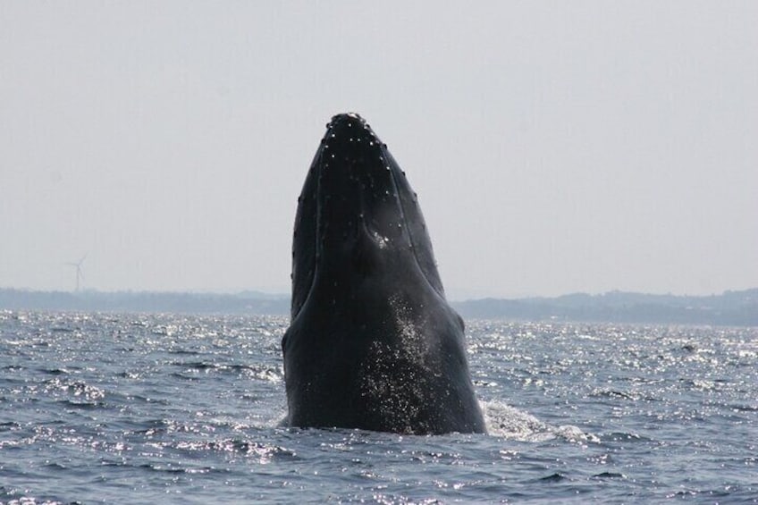 Kerama Tokashiki Island and Whale Watching Tour