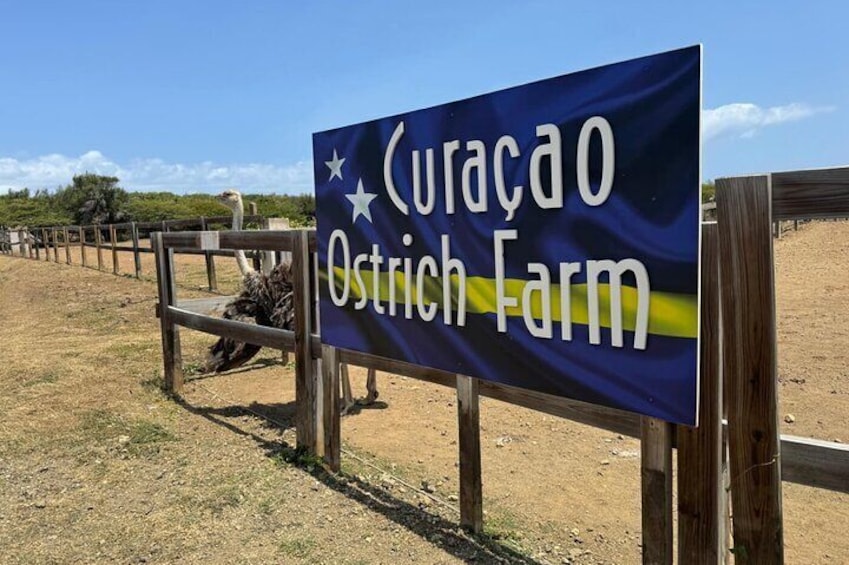 Ostrich park 