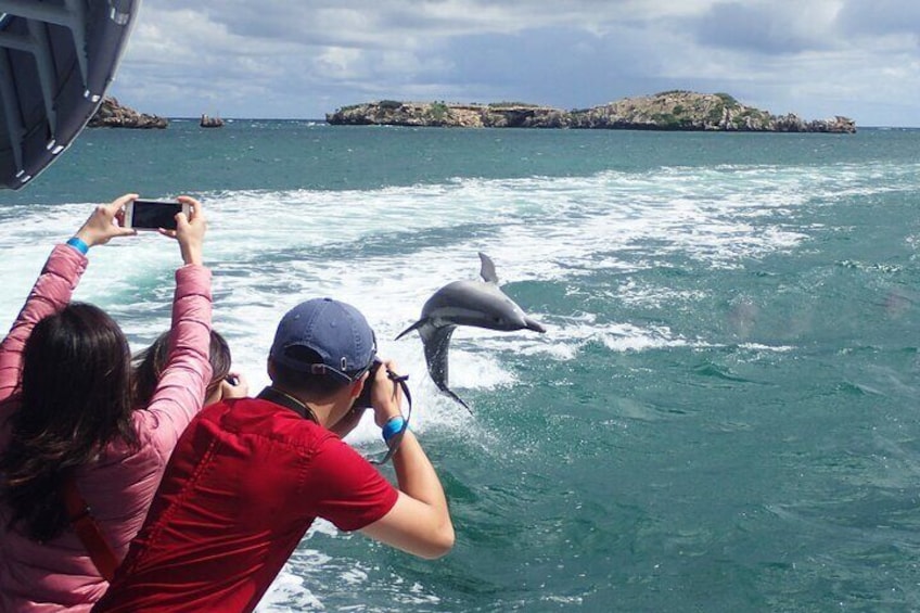 Opportunity to see wild dolphins, sea lions and penguins in their natural habitat