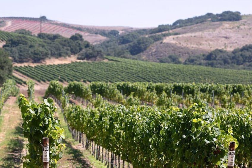 Expansive vineyard views showcasing the beauty of wine country.