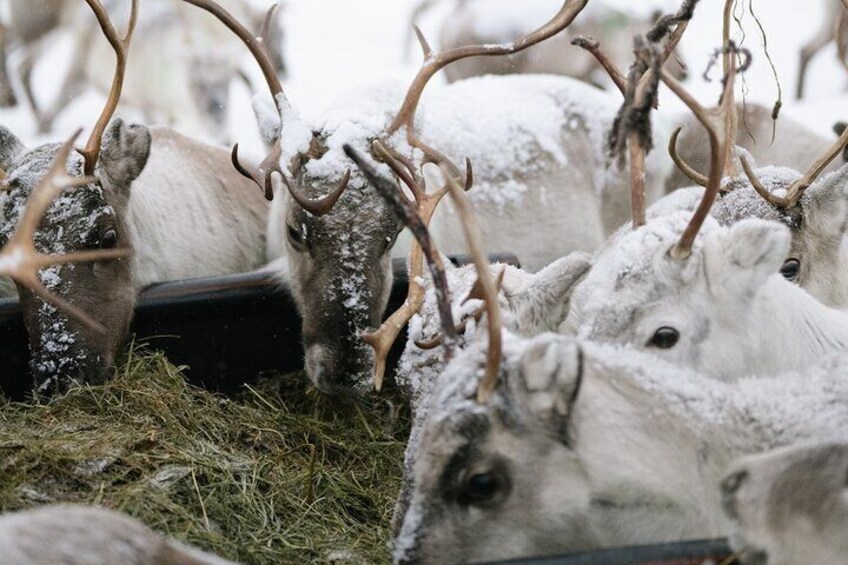 A Day in the Life of Reindeer Herders