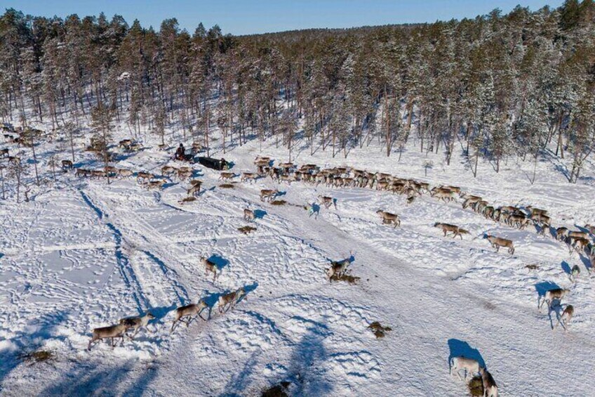 A Day in the Life of Reindeer Herders