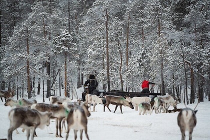 Ivalo: A Day in the Life of Reindeer Herders