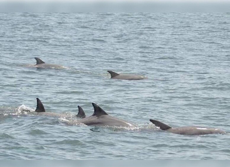 Picture 3 for Activity Myrtle Beach: Dolphin Cruise on the Sea Screamer