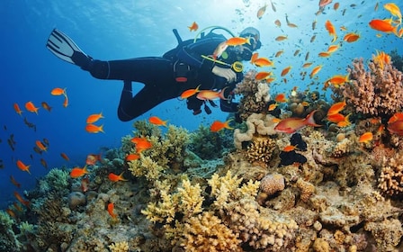 Diving Tour from Alanya & Side with Lunch - 2 Dives Included