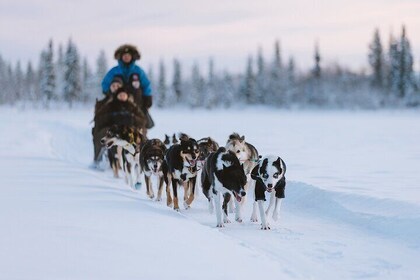 Dog sledding excursion to Kiruna