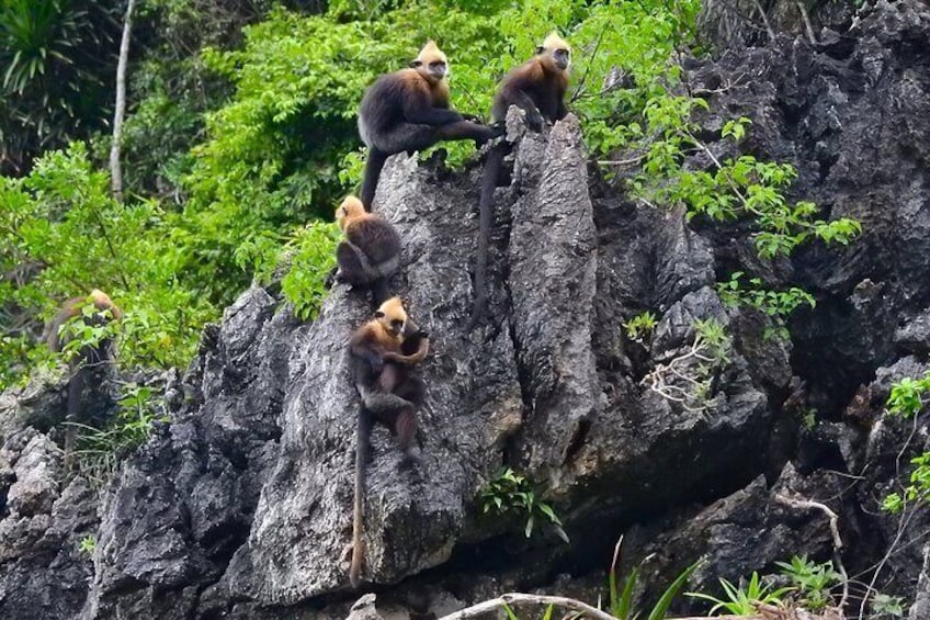 Cat Ba Adventure: 2 Days in the National Park and Lan Ha Bay