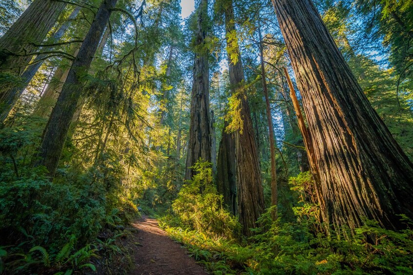 Redwoods National and State Park: Self Guided Driving Audio Tour