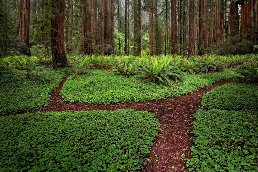 Redwoods National and State Park: Self Guided Driving Audio Tour