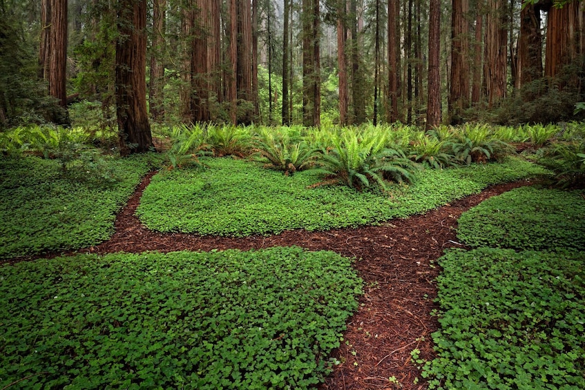 Redwoods National and State Park: Self Guided Driving Audio Tour