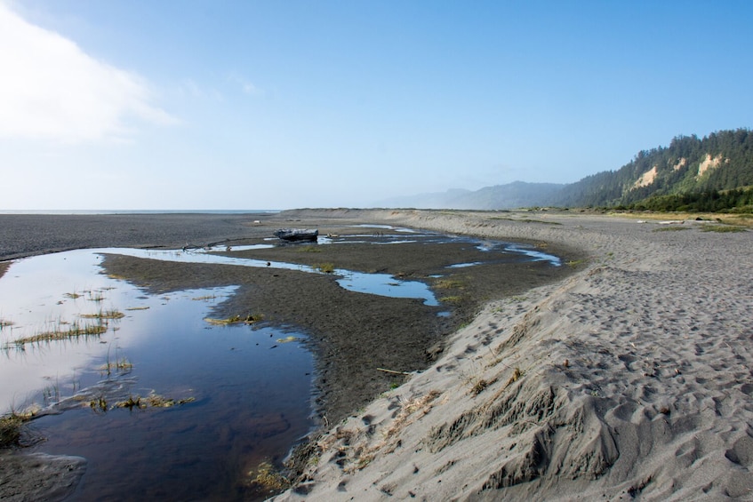 Redwoods National and State Park: Self Guided Driving Audio Tour