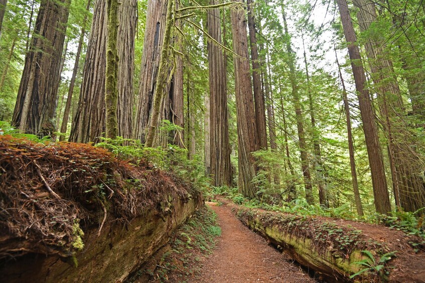 Redwoods National and State Park: Self Guided Driving Audio Tour