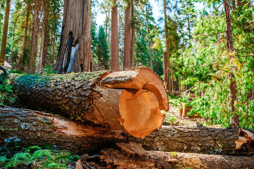 Redwoods National and State Park: Self Guided Driving Audio Tour