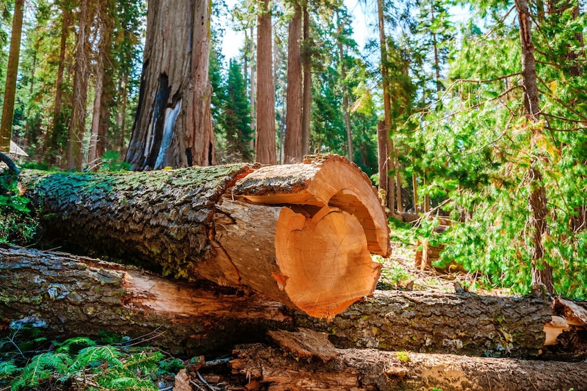 Redwoods National and State Park: Self Guided Driving Audio Tour