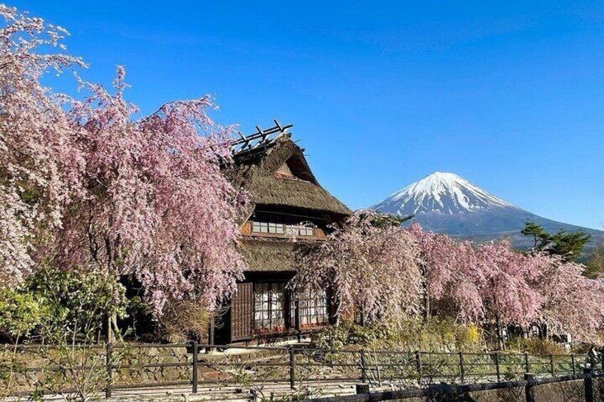 Scenic Spots of Mount Fuji Full Day Bus Tour from Tokyo