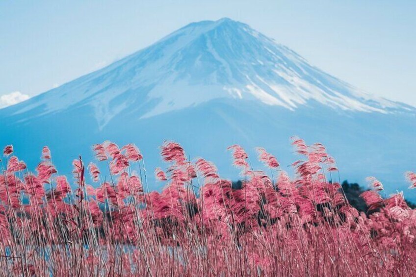 Mount Fuji Famous Scenic Spots Full Day Tour from Tokyo