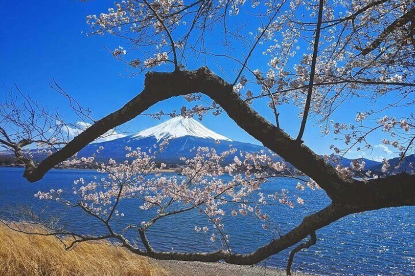 Mount Fuji Full Day Tour form Tokyo Lake Kawaguchi & Yamanakako