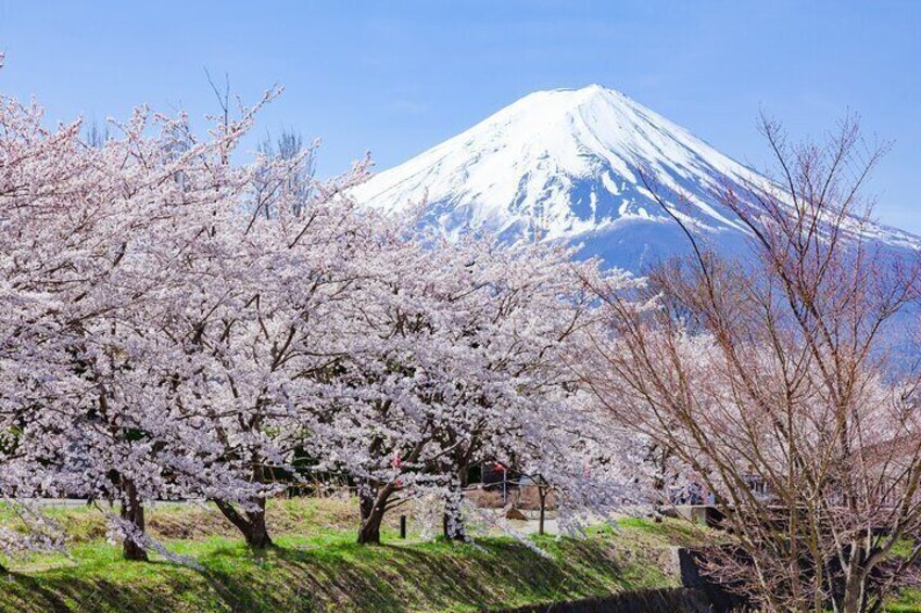 Mount Fuji Full Day Tour form Tokyo Lake Kawaguchi & Yamanaka