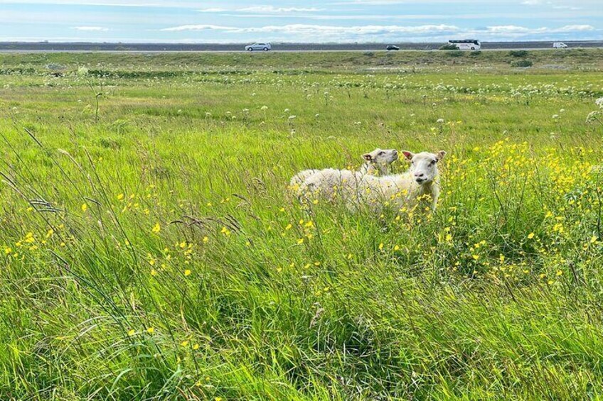 South Coast of Iceland Private Tour