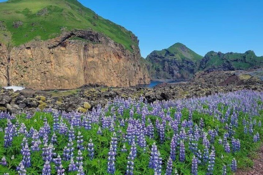 Vestmannaeyjar Westman Islands Private Tour