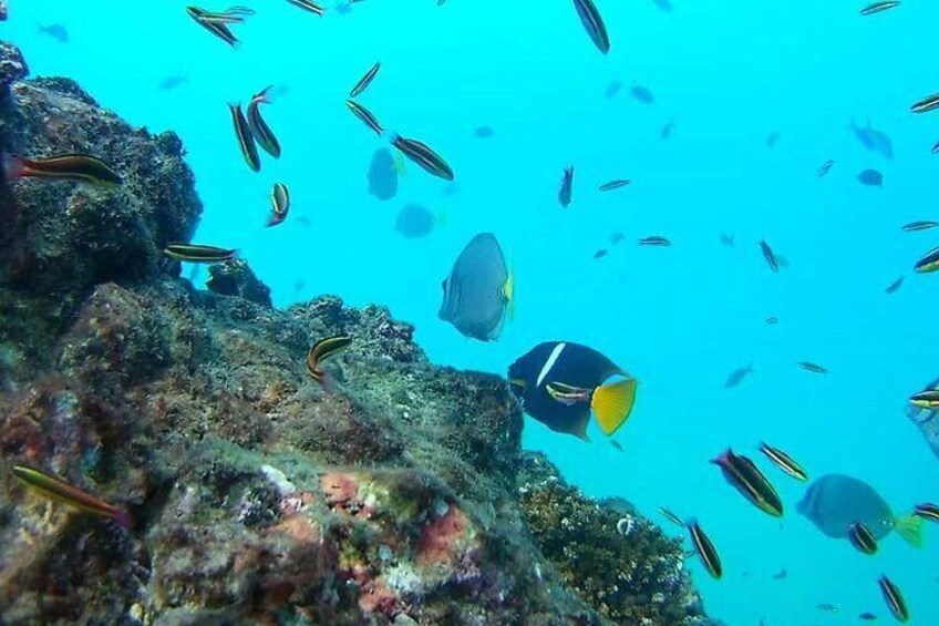 Snorkeling on Canyon Island