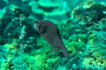 Snorkelling on Canyon Island