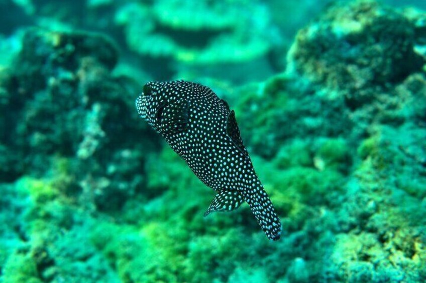 Snorkeling on Canyon Island