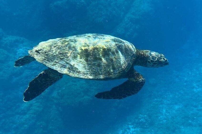 Snorkeling on Canyon Island