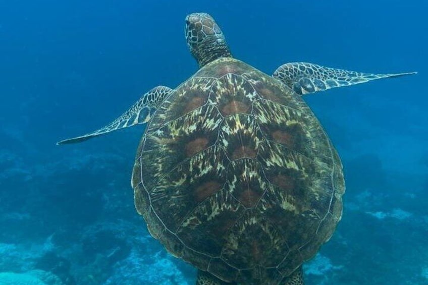 Snorkeling on Canyon Island