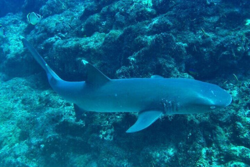 Snorkeling on Canyon Island