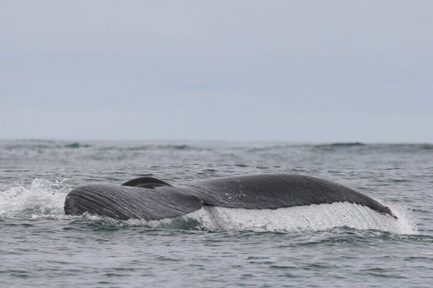 Whale Watching Tour 